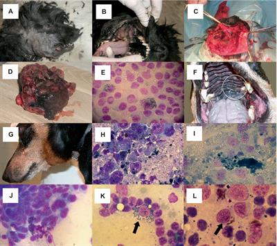 Melanoma of the dog and cat: consensus and guidelines